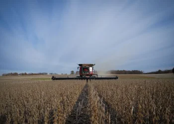 Cayeron los precios internacionales del trigo, la soja y derivados a niveles pre-guerra