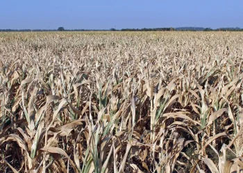 Dólares y sequía: baja expectativa de liquidación de divisas de los agroexportadores para marzo