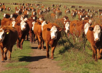 Retenciones, dólar y suba de costos: Los frigoríficos advierten dificultades para sostener mercados de exportación