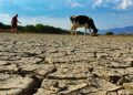 Advierten que las lluvias no aliviaron la sequía que atraviesa el campo