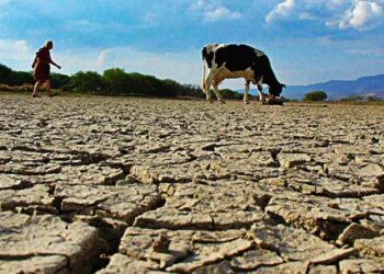 Advierten que las lluvias no aliviaron la sequía que atraviesa el campo