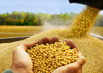 Soja en alza: Japón y el conflicto China-EEUU