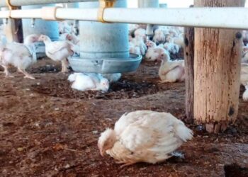 Suspensión de exportaciones avícolas ante gripe aviar.