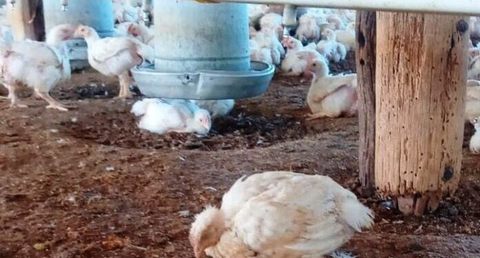 Suspensión de exportaciones avícolas ante gripe aviar.