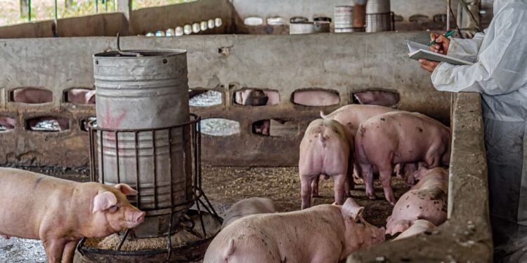 Senasa: Plan aprobado para eliminar Aujeszky.