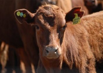 Senasa establece sistema electrónico para identificar ganado.