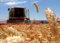 Rindes de trigo, un escudo para el ingreso de divisas.