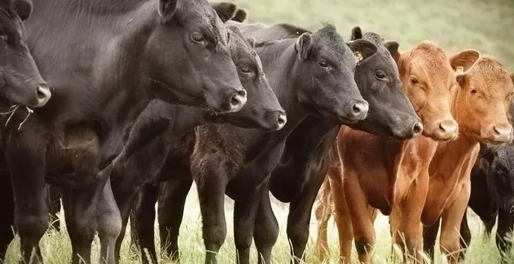La polémica propuesta de gravar los gases de la ganadería.
