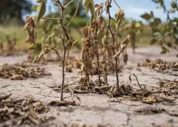 Oficializan la emergencia agropecuaria en Neuquén.