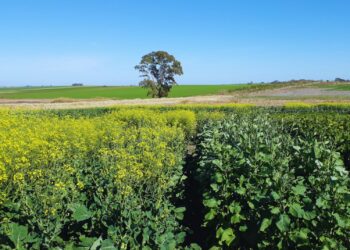 Las oleaginosas invernales que transforman el modelo agrícola en Argentina en el contexto de un fenómeno global