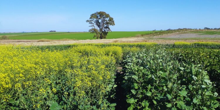 Las oleaginosas invernales que transforman el modelo agrícola en Argentina en el contexto de un fenómeno global