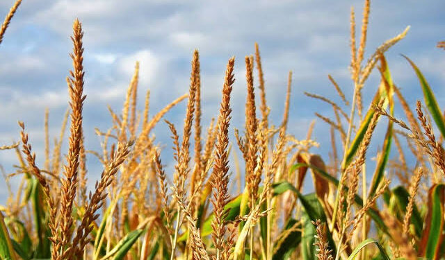 El clima complica la cosecha de maíz y todavía quedan 80.000 hectáreas por levantar