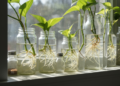 Cómo propagar plantas de interior en agua: transforma los restos de poda en nuevas especies
