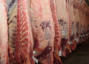 Argentina reabrirá las exportaciones de carne vacuna a Japón tras 20 años