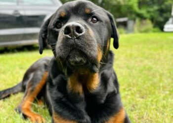 Carlos Carrasco, adiestrador canino, evalúa al Rottweiler como la opción ideal para perros guardianes en hogares familiares