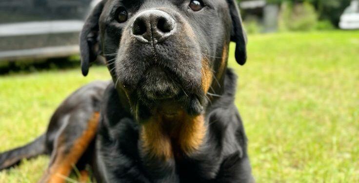 Carlos Carrasco, adiestrador canino, evalúa al Rottweiler como la opción ideal para perros guardianes en hogares familiares